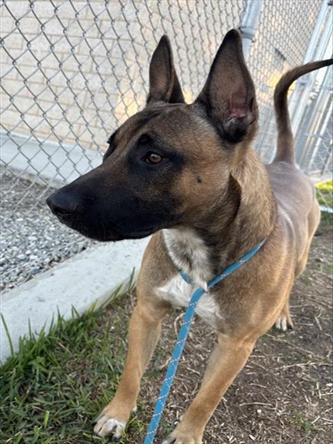 Jefferson, a Shepherd, available for adoption