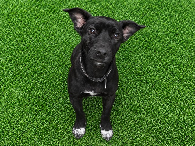 Gucci Mane, a Terrier, available for adoption