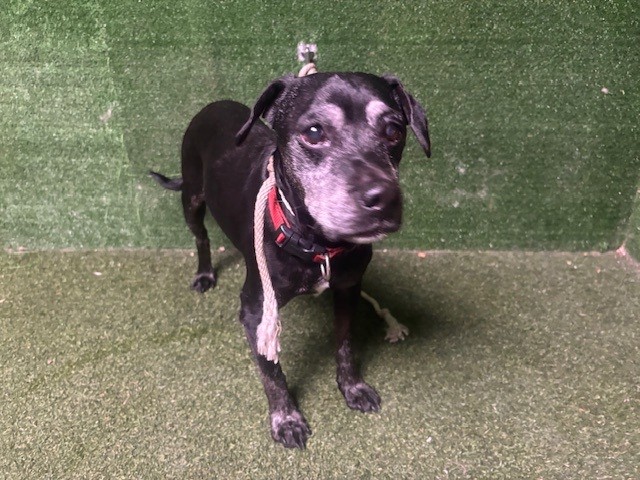 A5807949, a Labrador Retriever, available for adoption