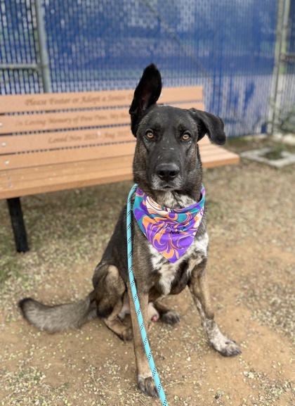 Winston, a German Shepherd, available for adoption