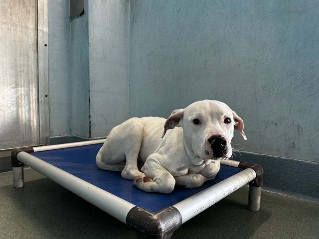 Snowcone, a Pit Bull Terrier, available for adoption
