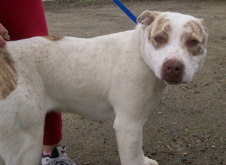 Other Photos of thie Dog