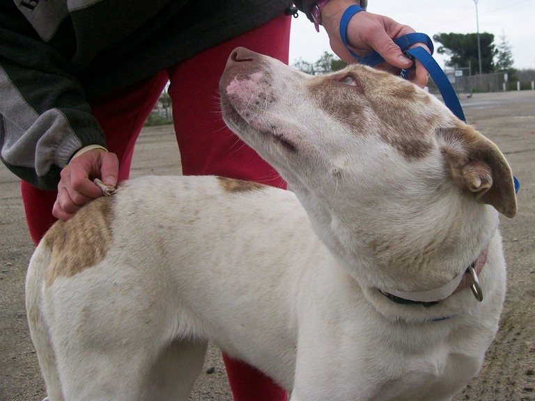Other Photos of thie Dog