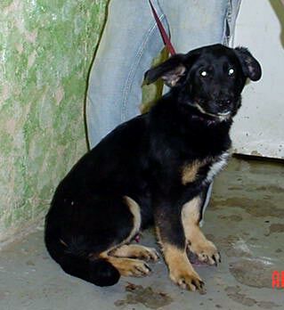Other Photos of thie Dog