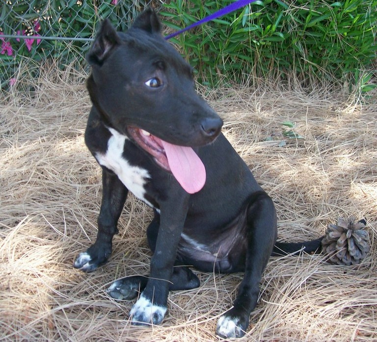Other Photos of thie Dog