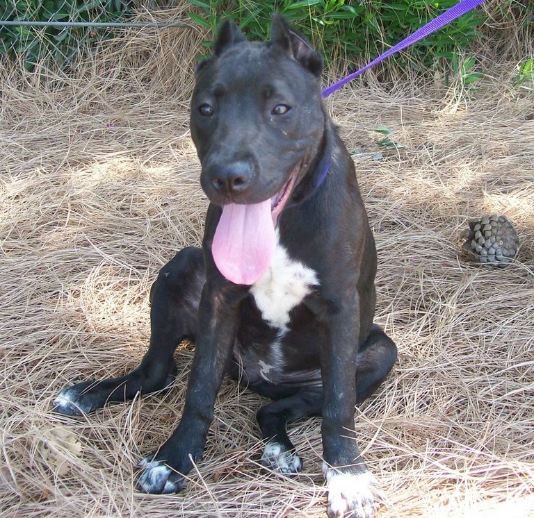 Other Photos of thie Dog