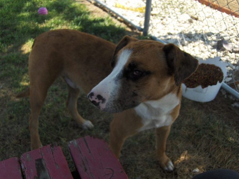 Other Photos of thie Dog