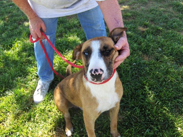 Other Photos of thie Dog