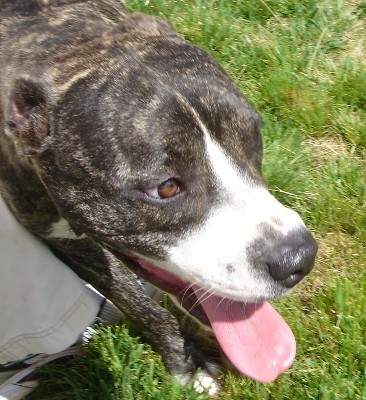 Other Photos of thie Dog