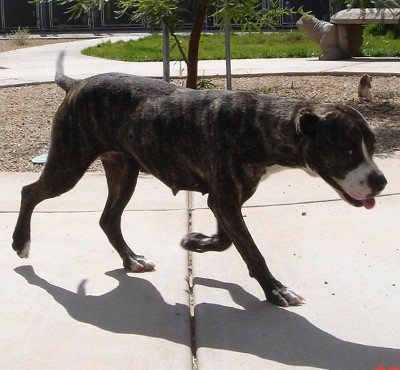 Other Photos of thie Dog