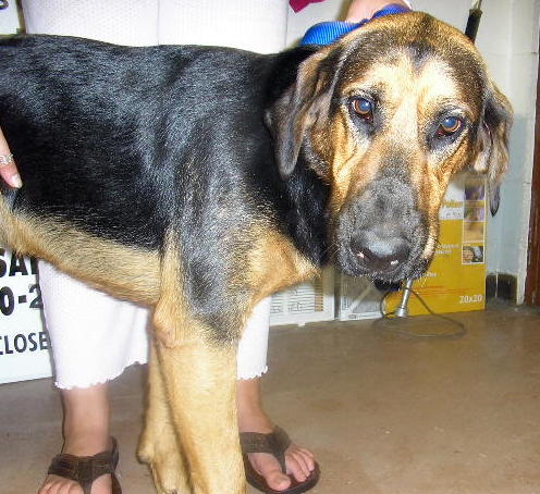 Other Photos of thie Dog