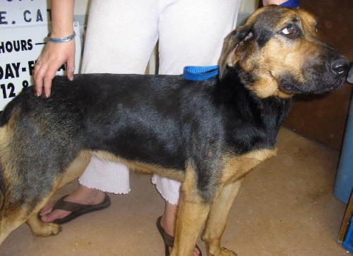 Other Photos of thie Dog