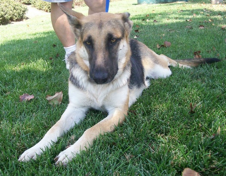 Other Photos of thie Dog