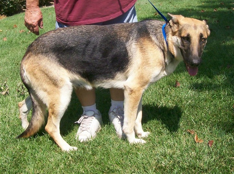 Other Photos of thie Dog