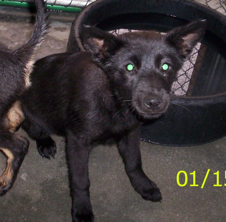 Other Photos of thie Dog