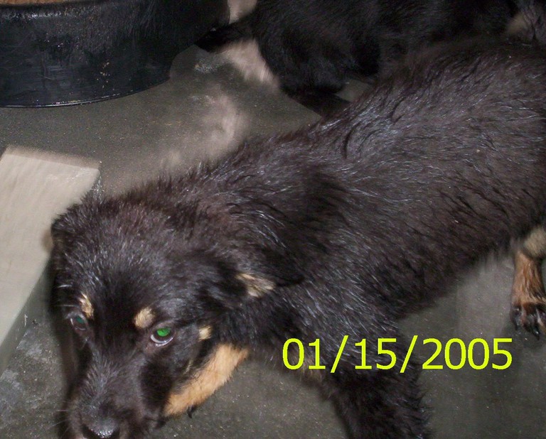 Other Photos of thie Dog