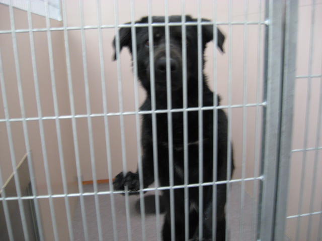 Other Photos of thie Dog