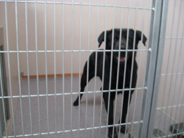 Other Photos of thie Dog