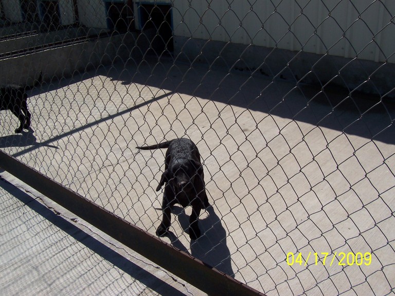 Other Photos of thie Dog