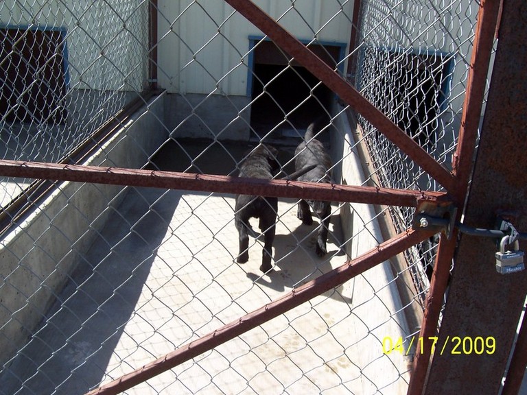 Other Photos of thie Dog