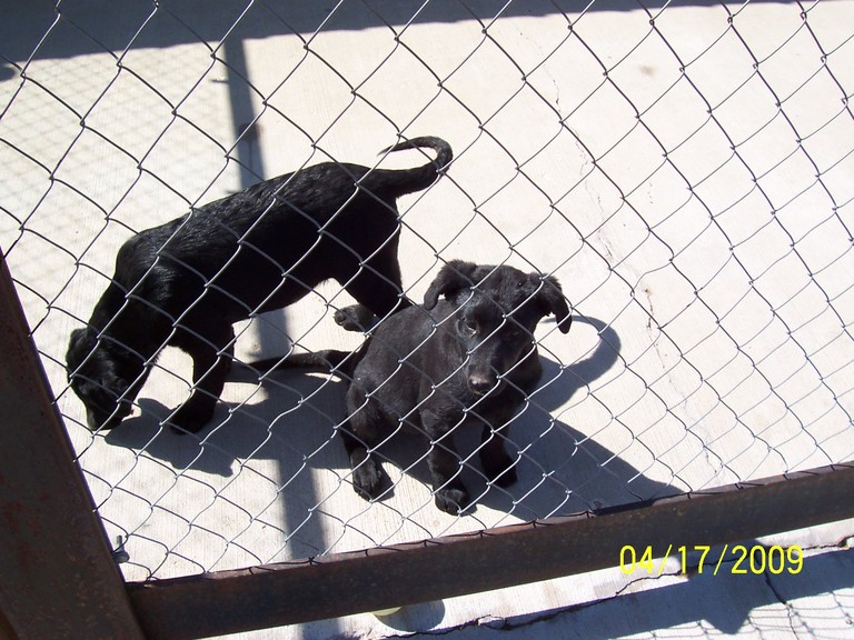 Other Photos of thie Dog