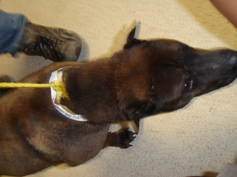 Other Photos of thie Dog