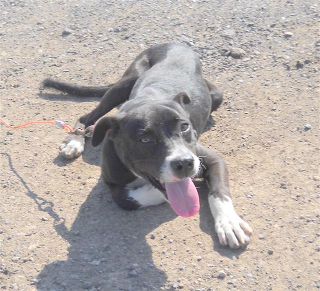 Other Photos of thie Dog