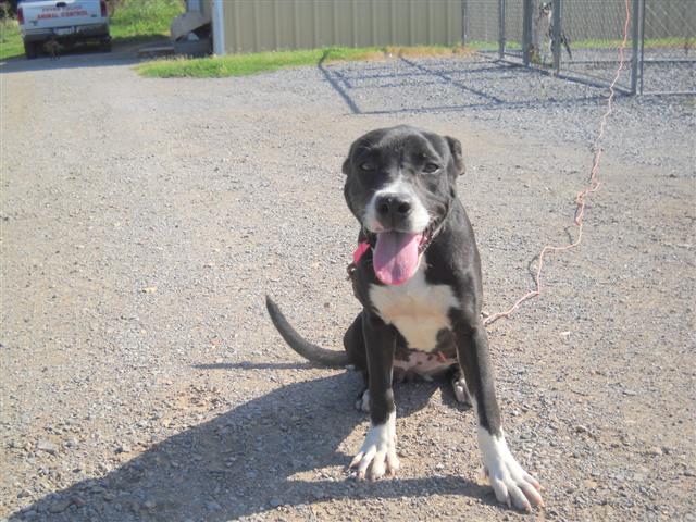 Other Photos of thie Dog