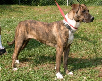 Other Photos of thie Dog