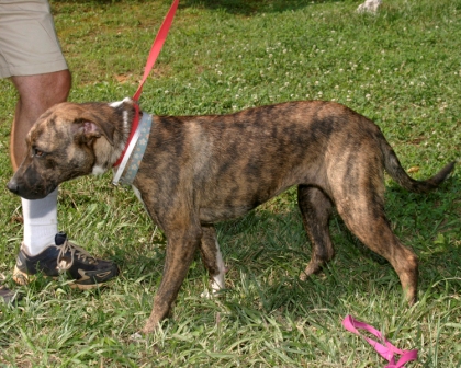 Other Photos of thie Dog