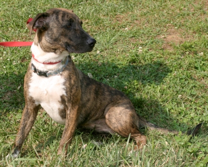 Other Photos of thie Dog
