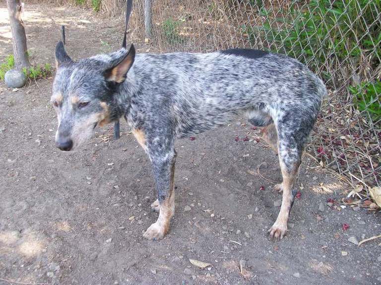 Other Photos of thie Dog