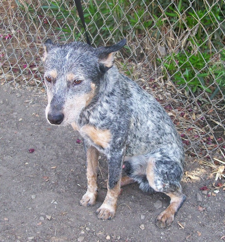 Other Photos of thie Dog