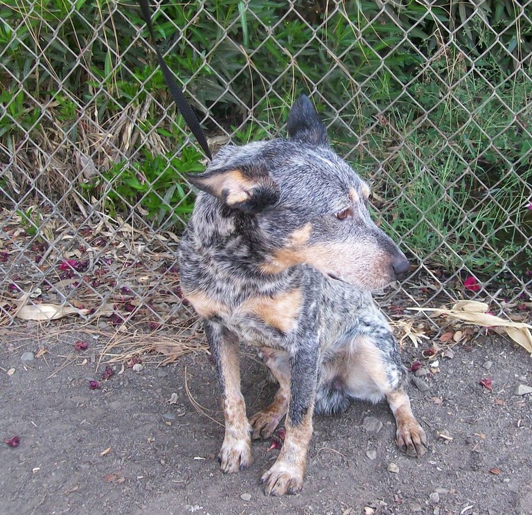 Other Photos of thie Dog