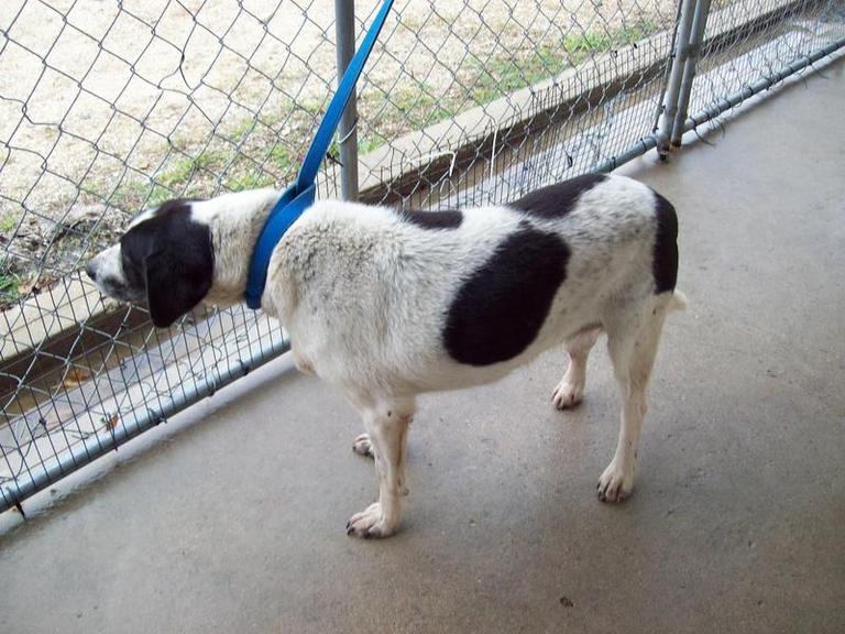 Other Photos of thie Dog