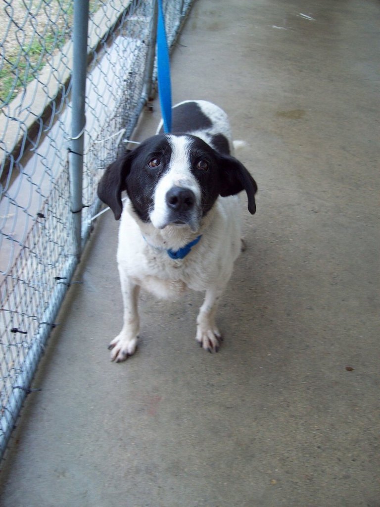 Other Photos of thie Dog