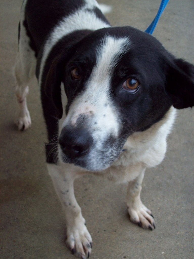 Other Photos of thie Dog