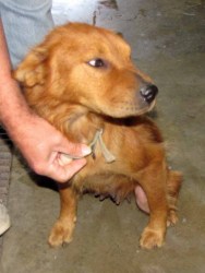 Other Photos of thie Dog