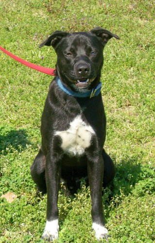 Other Photos of thie Dog