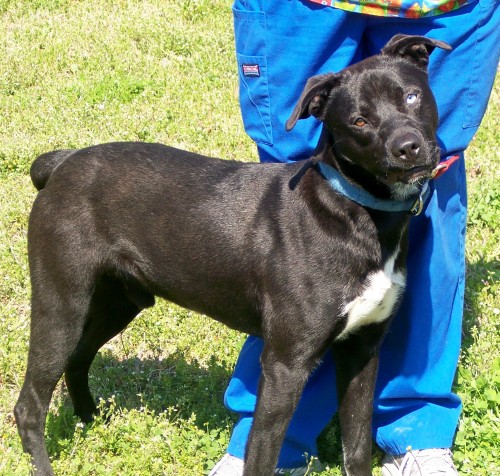Other Photos of thie Dog