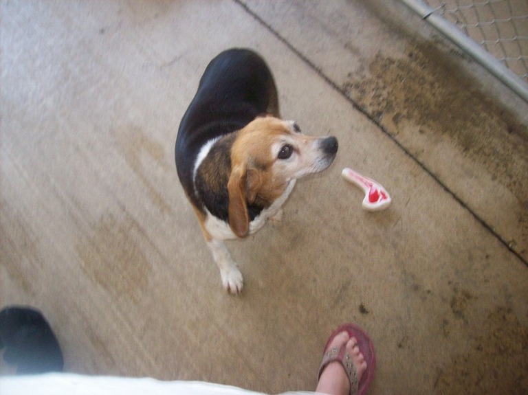 Other Photos of thie Dog