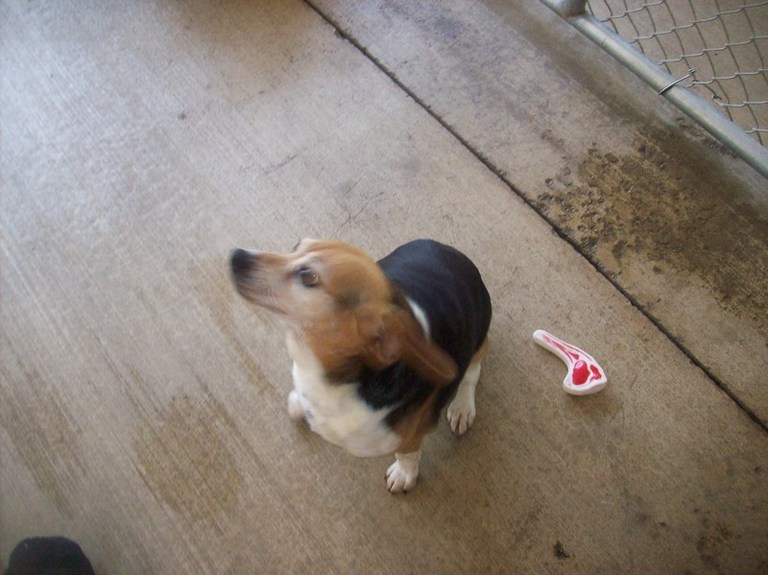 Other Photos of thie Dog