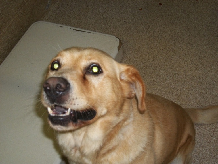 Main Photo of this Dog