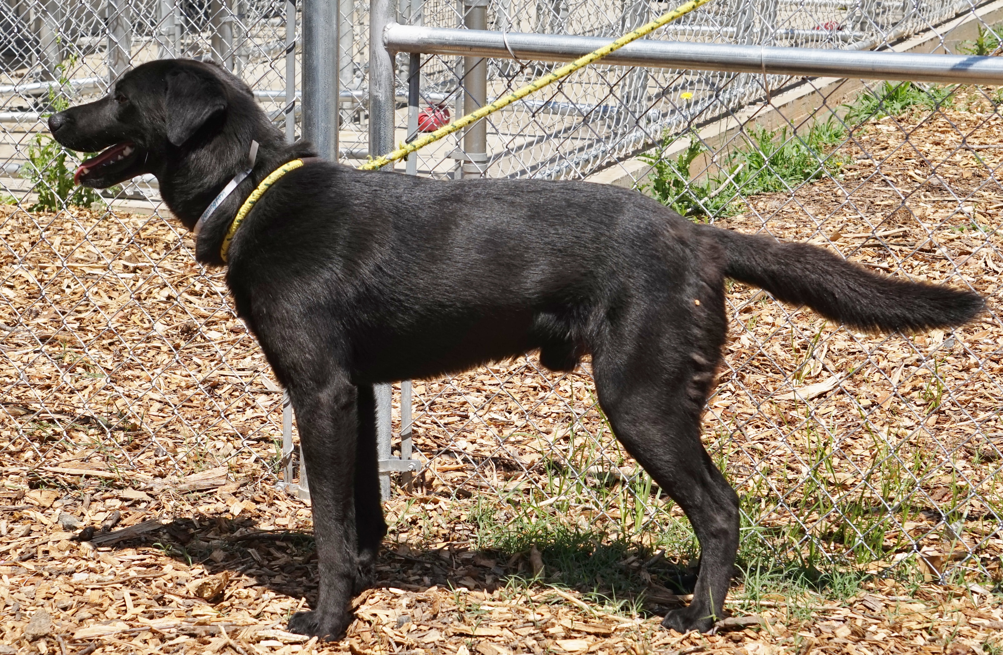 Other Photos of thie Dog