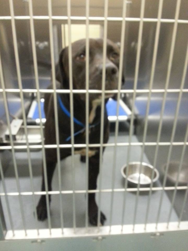 Other Photos of thie Dog