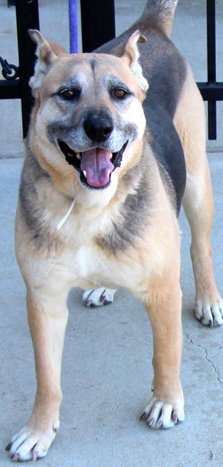Other Photos of thie Dog