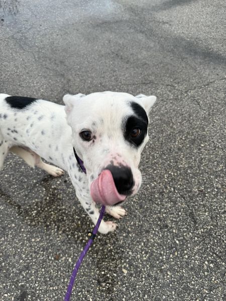 Main Photo of this Dog