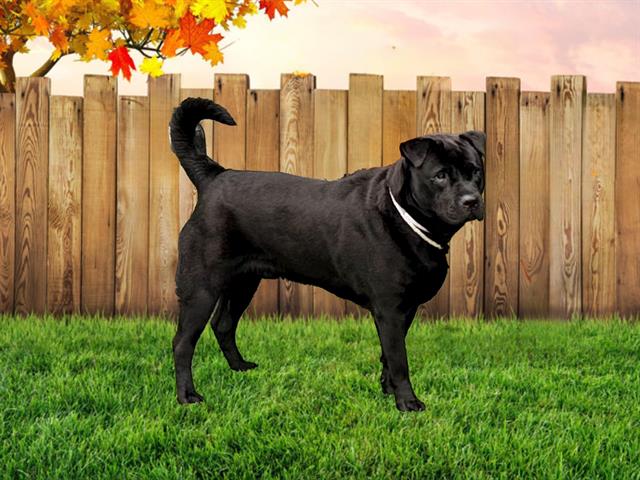 Main Photo of this Dog