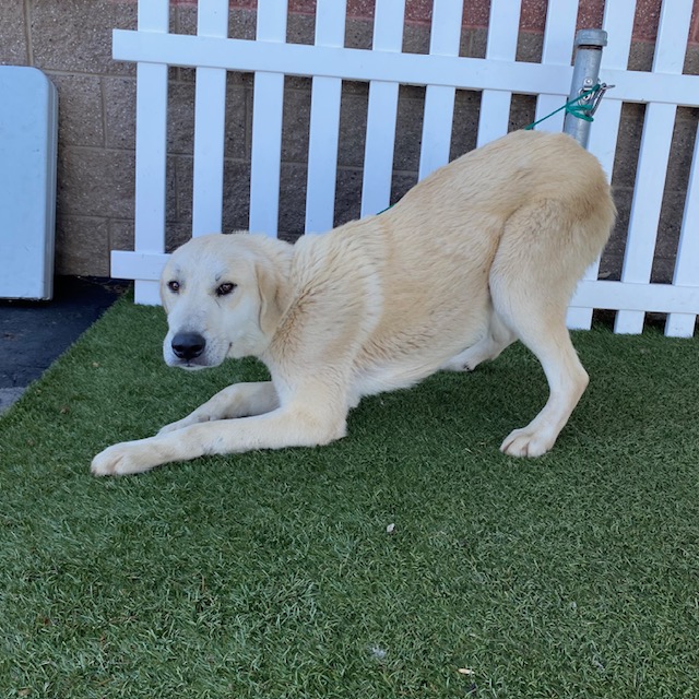 Other Photos of thie Dog