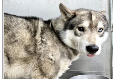 Main Photo of this Dog